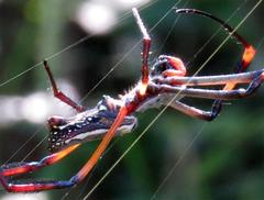 Trichonephila senegalensis annulata