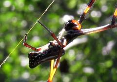 Trichonephila senegalensis annulata