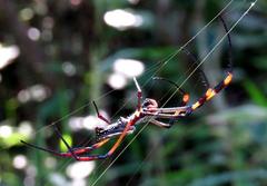 Trichonephila senegalensis annulata