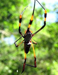 Trichonephila senegalensis annulata