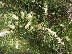 Hakea teretifolia