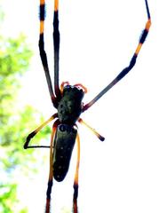 Trichonephila senegalensis annulata