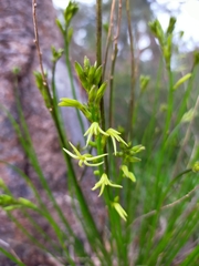 Tripterococcus brunonis