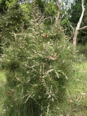 Hakea teretifolia