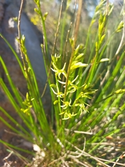 Tripterococcus brunonis