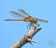 Brachymesia