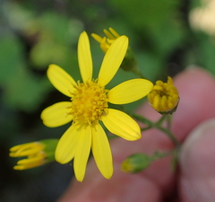 Cineraria glandulosa