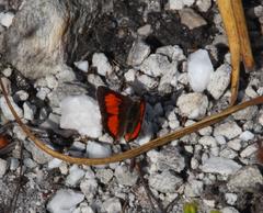 Capys alphaeus alphaeus