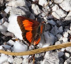 Capys alphaeus alphaeus