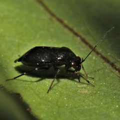 Slaterocoris
