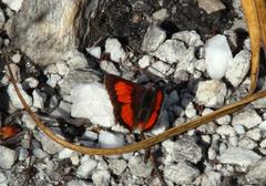 Capys alphaeus alphaeus