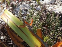 Capys alphaeus alphaeus