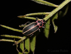Eudiagogus episcopalis