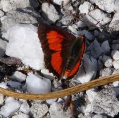 Capys alphaeus alphaeus