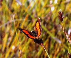 Capys alphaeus alphaeus