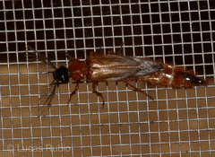 Phrixothrix