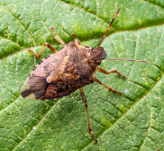 Podisus serieventris