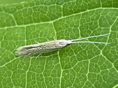 Coleophora quadruplex