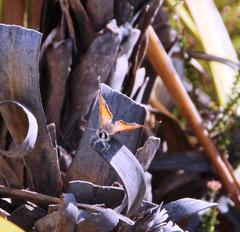 Capys alphaeus alphaeus