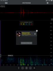 Parastrellus hesperus