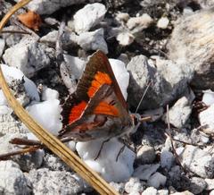 Capys alphaeus alphaeus