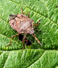 Podisus serieventris