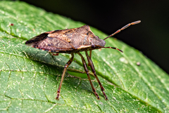 Podisus serieventris