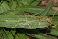 Phytomyza plantaginis