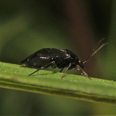 Slaterocoris
