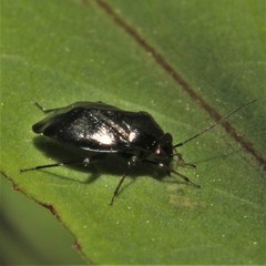Slaterocoris