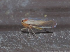 Omolicna