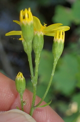 Cineraria glandulosa