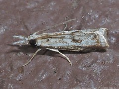 Microcrambus kimballi