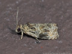 Olethreutes permundana