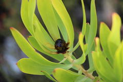 Leucadendron microcephalum