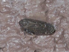 Opsiplanon luella