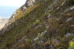Leucadendron microcephalum