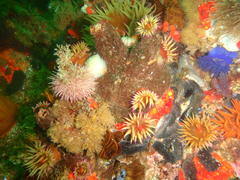 Pyura stolonifera