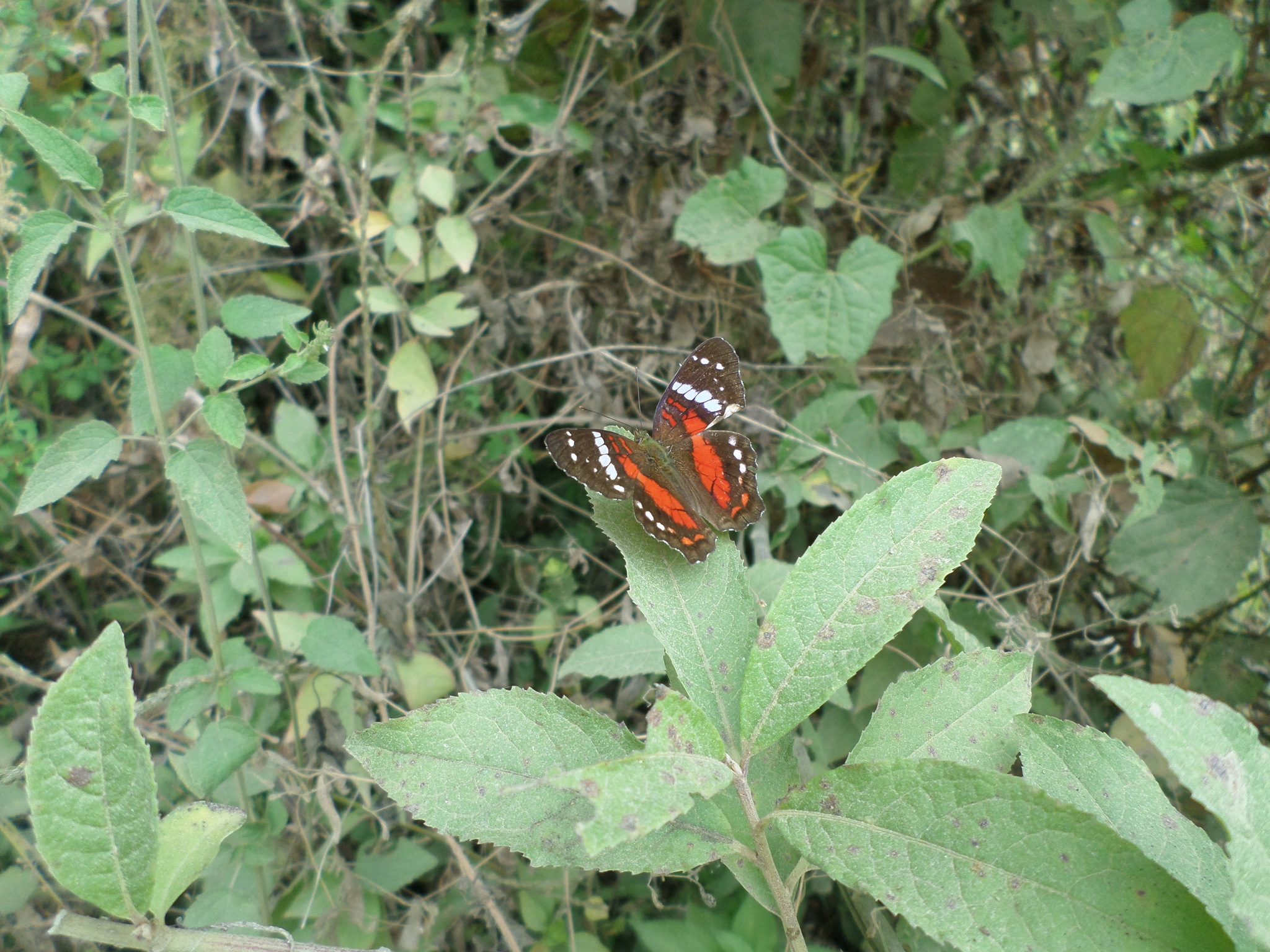Anartia amathea image