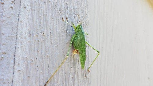 Fork-tailed bush katydid