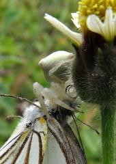 Thomisus daradioides