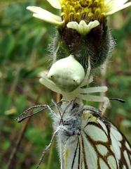 Thomisus daradioides