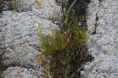 Spatalla mollis