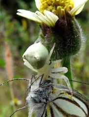 Thomisus daradioides