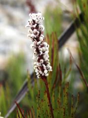 Spatalla mollis