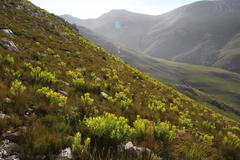 Leucadendron microcephalum