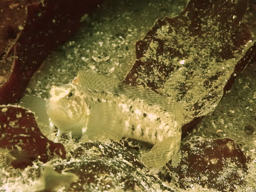 Stripefin ronquil (Rathbunella alleni) — Bathymasteridae