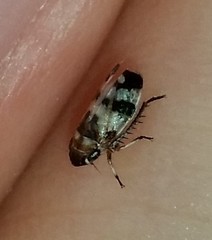 Anoscopus serratulae