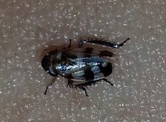 Anoscopus serratulae