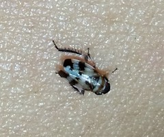 Anoscopus serratulae